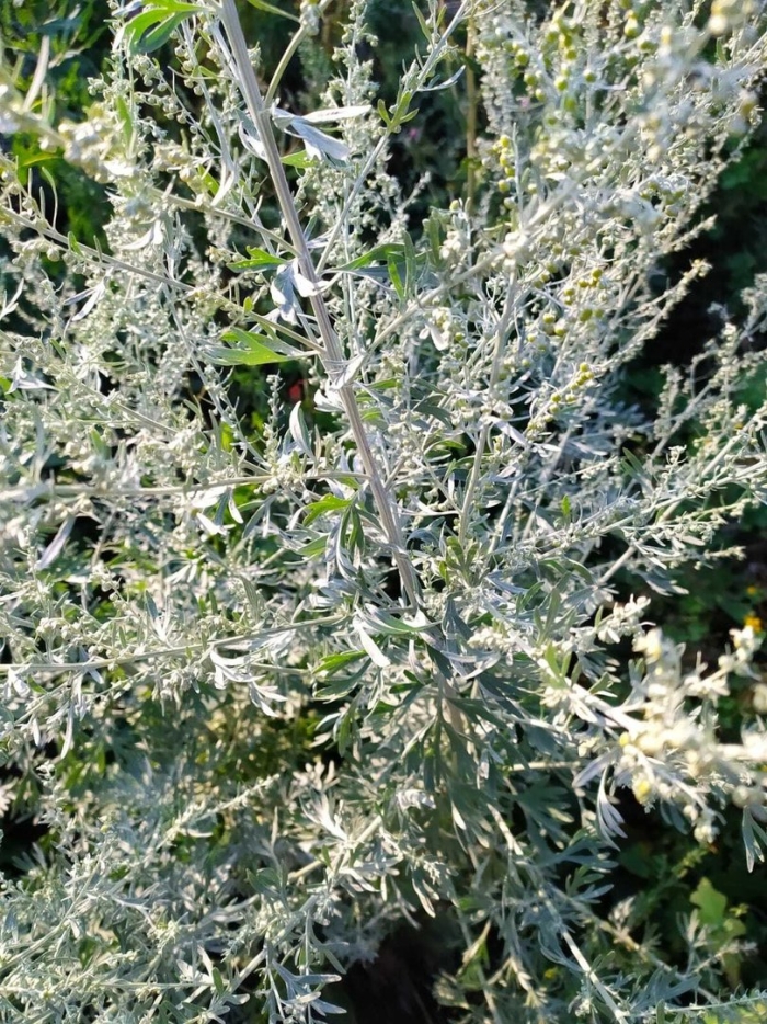 Полынь горькая