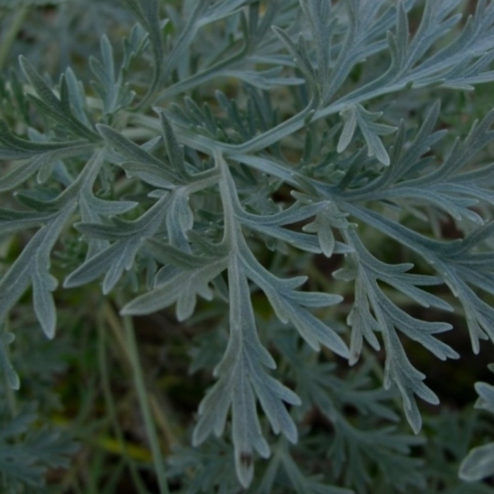 Полынь горькая artemisia absinthium