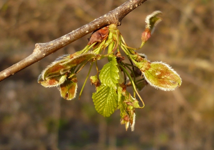 Ulmus glabra вяз