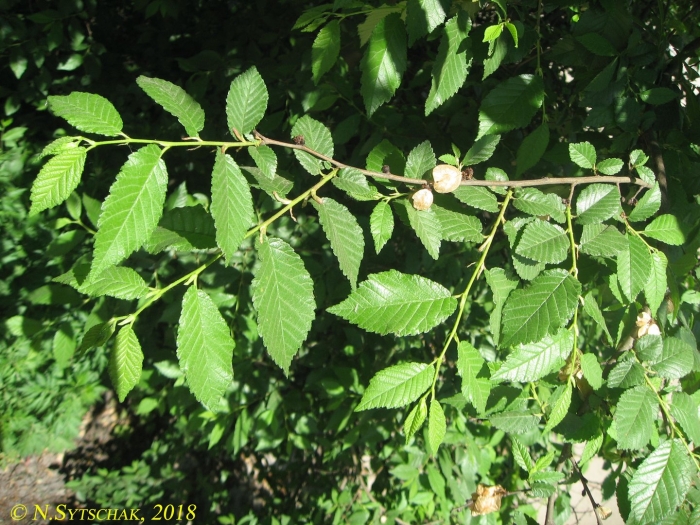 Вяз приземистый ulmus pumila