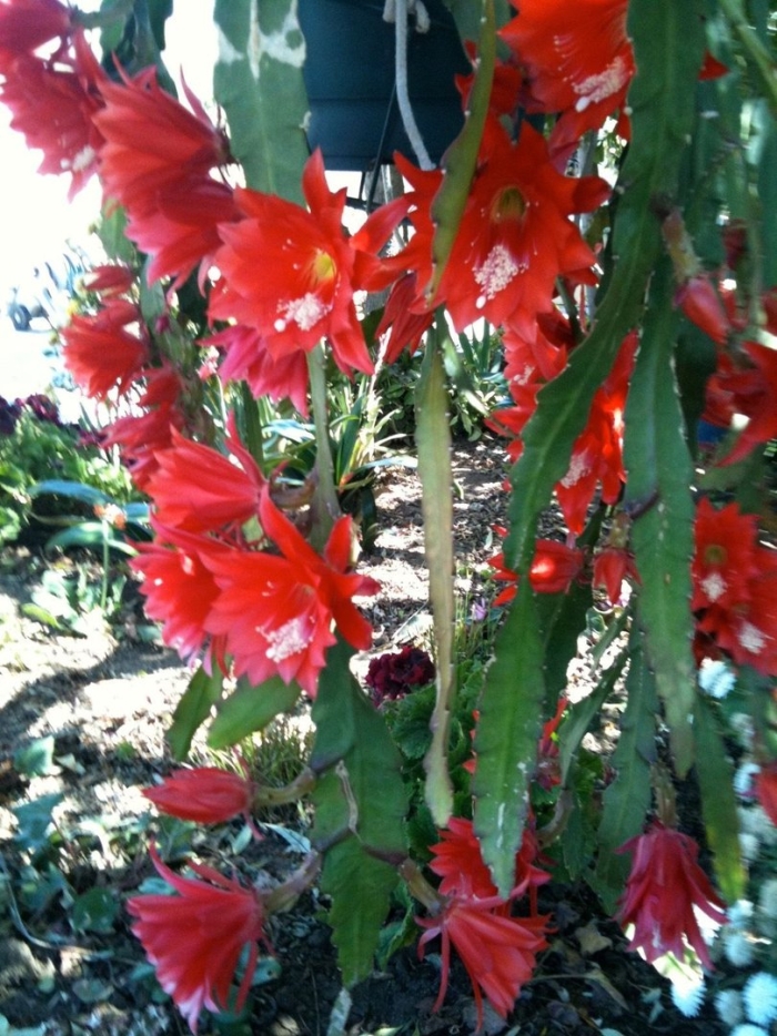 Дизокактус аккерманна