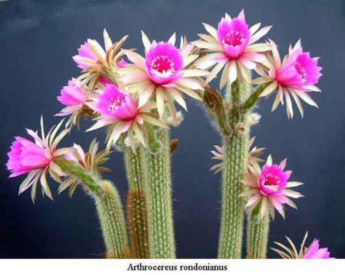 Arthrocereus rondonianus