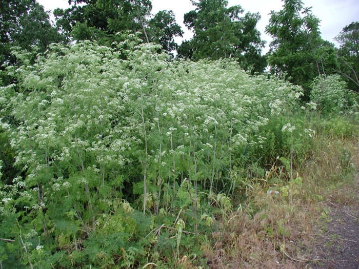 Болиголов крапчатый