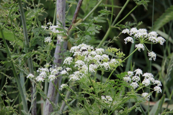 Болиголов пятнистый растение