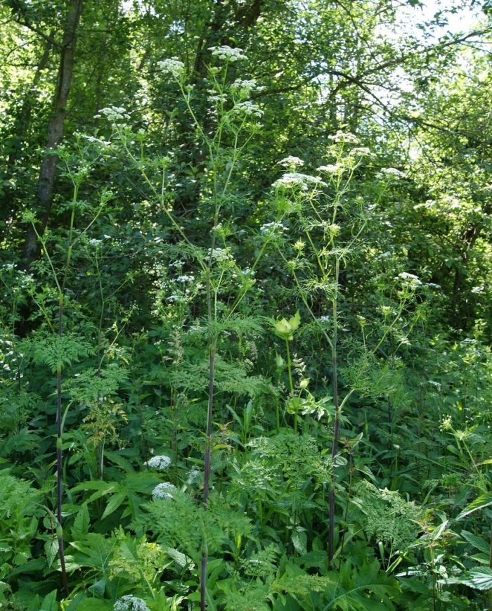 Болиголов крапчатый