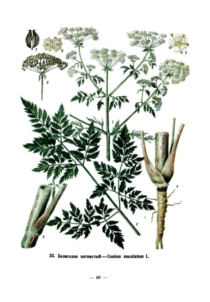 Болиголов пятнистый