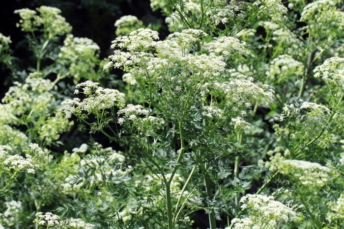 Conium maculatum