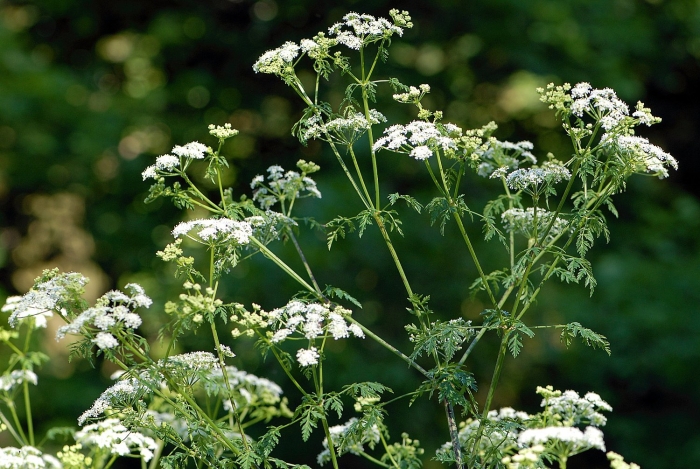 Болиголов пятнистый зонтичные