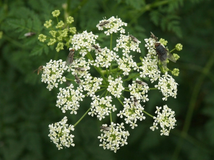 Пятнистый болиголов