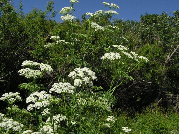 Болиголов пятнистый борщевик