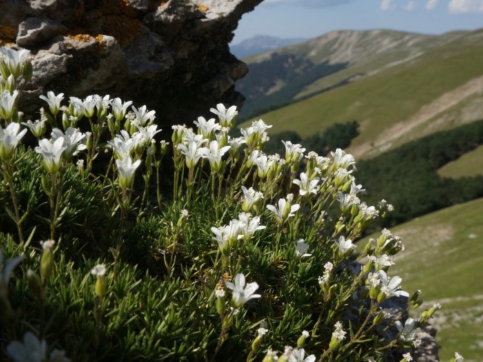 Минуарция арктическая