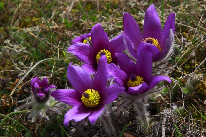 Прострел крымский сон трава