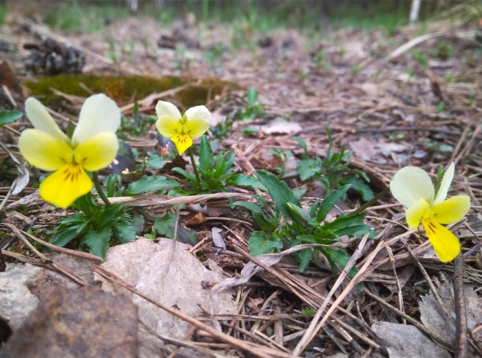 Фиалка полевая viola arvensis