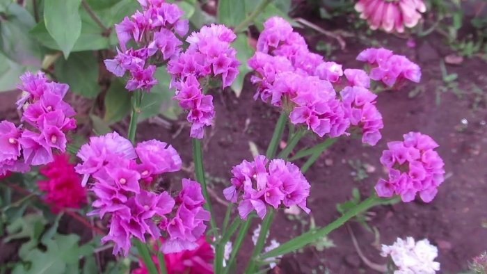 Лимониум малиновое парфе