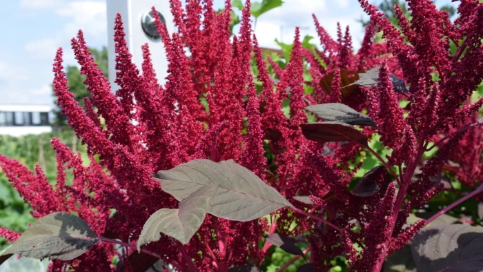 Amaranthus cruentus амарант