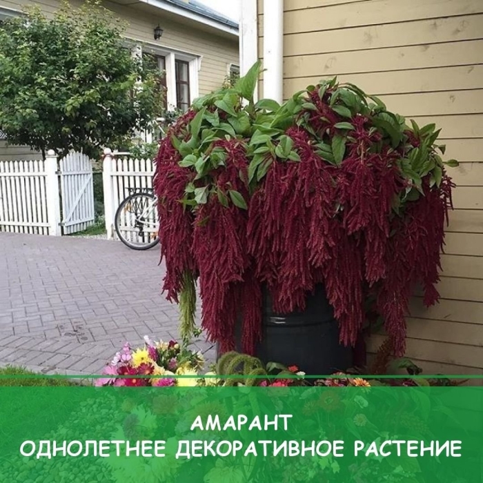 Амарант растение
