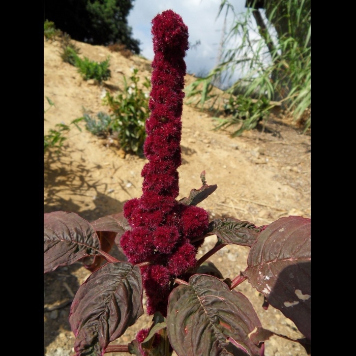 Амарант растения из семейства амарантовых