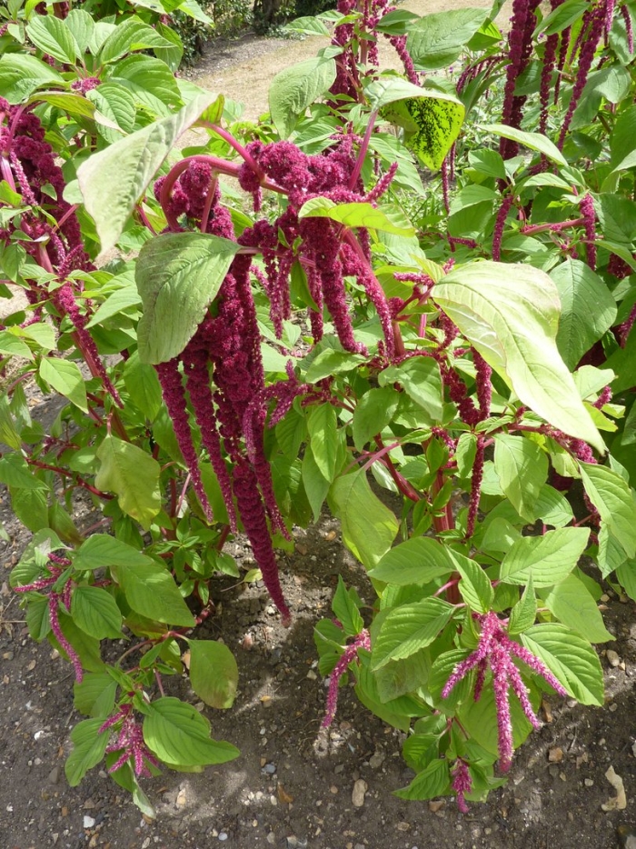 Амарант хвостатый щирица