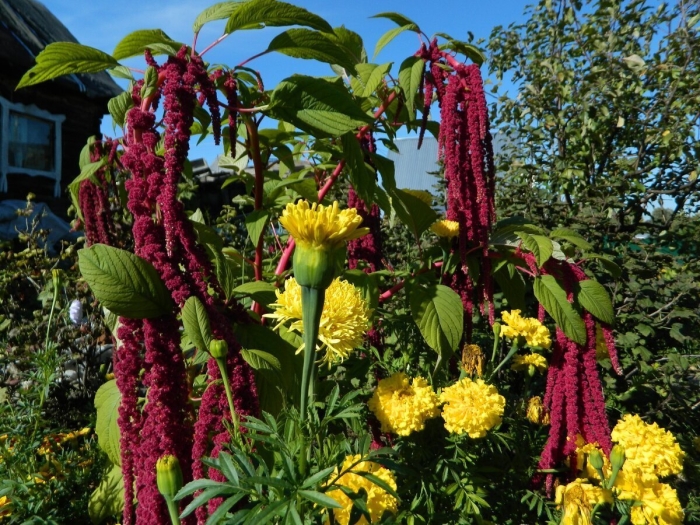 Амарант хвостатый