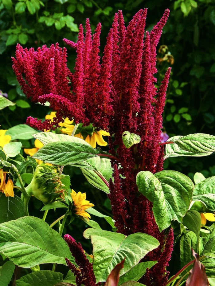 Амарант овощной краснолистный багрянец