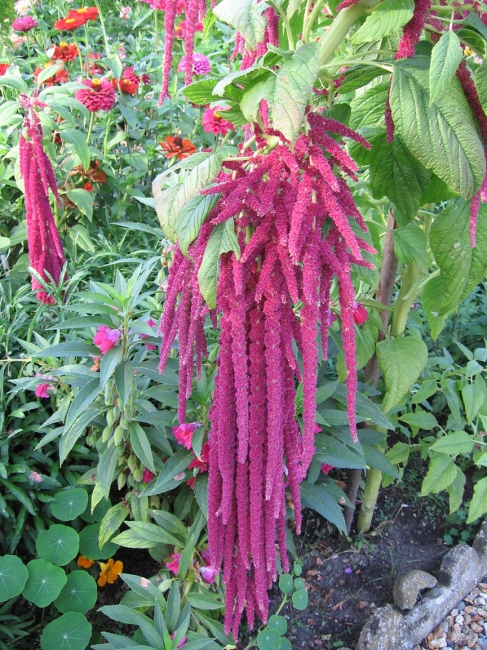 Amaranthus caudatus
