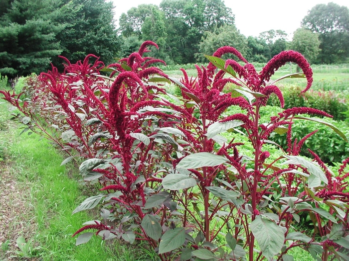 Amaranthus cruentus