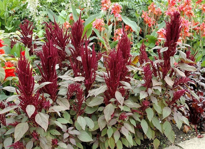 Амарант вишневый бархат