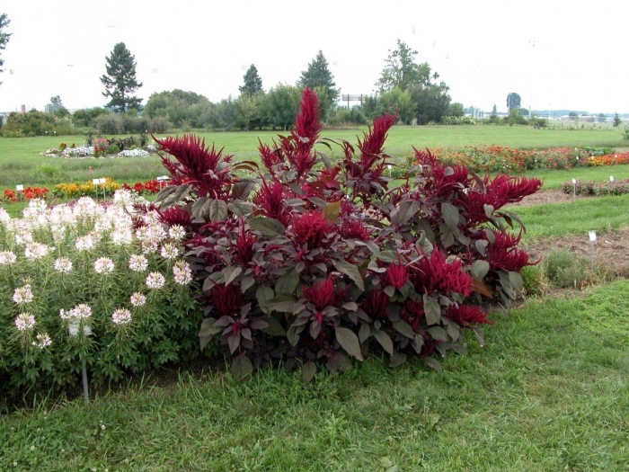 Амарант метельчатый вишневый джем