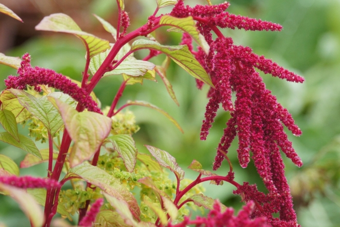 Amaranthus caudatus