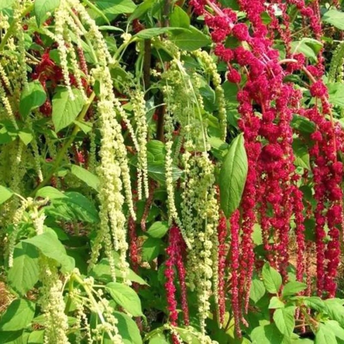 Амарант хвостатый