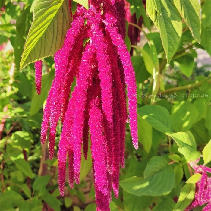 Красный амарант