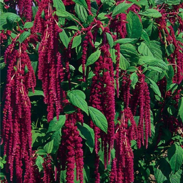 Амарант хвостатый красный