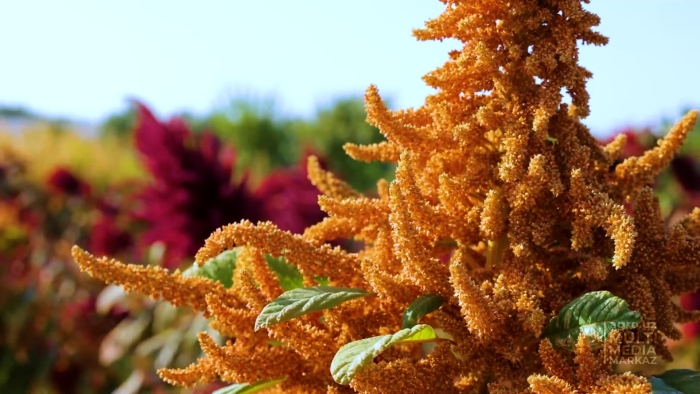 Амарант метельчатый бронзовый