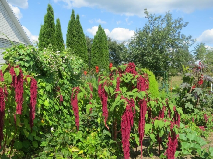 Амарант хвостатый каскад