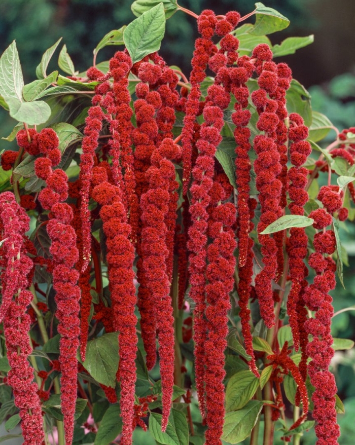 Амарант хвостатый красный