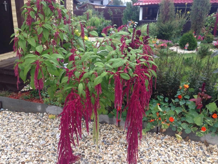 Амарант хвостатый алый