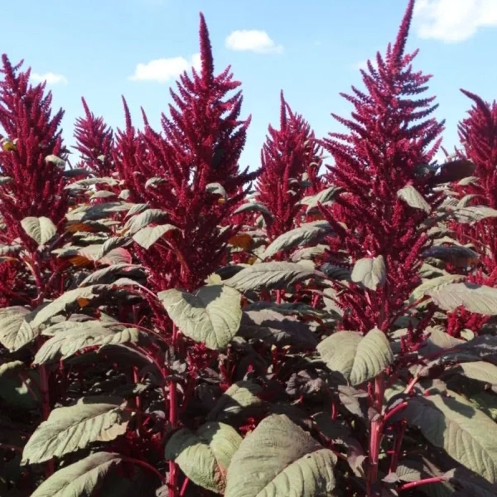 Амарант красный