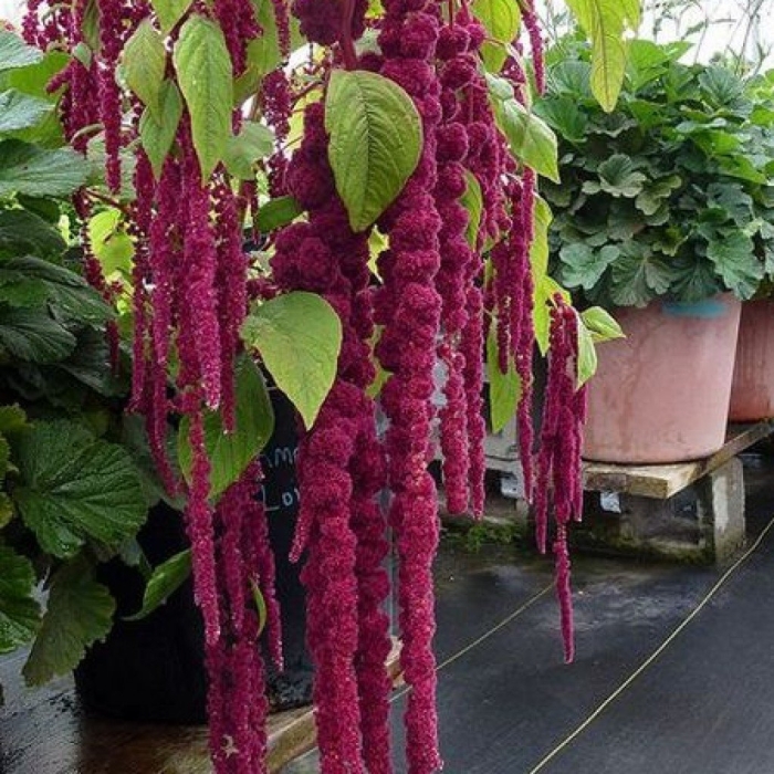 Цветок амарант