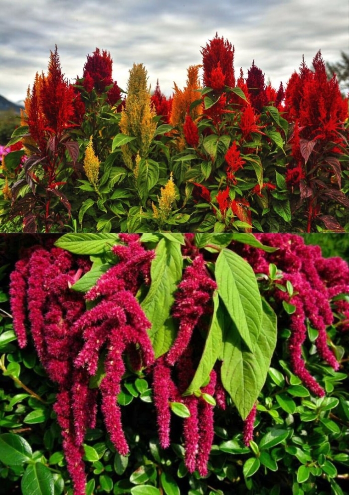 Амарант метельчатый бордовый