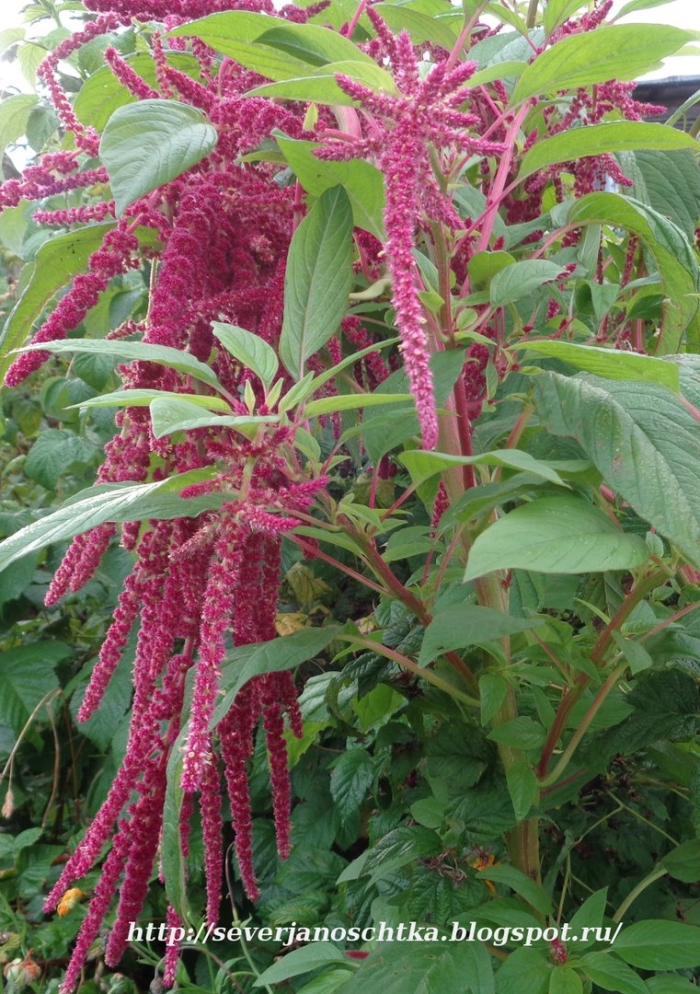 Амарант хвостатый растение