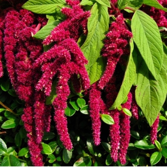 Амарант метельчатый