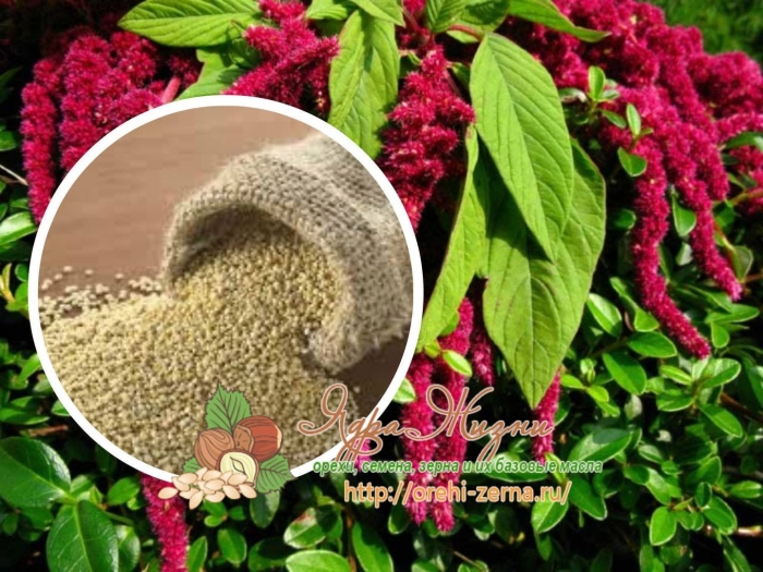 Семена щирицы( амаранта)
