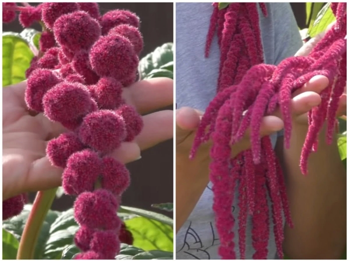 Амарант вишневый бархат семена