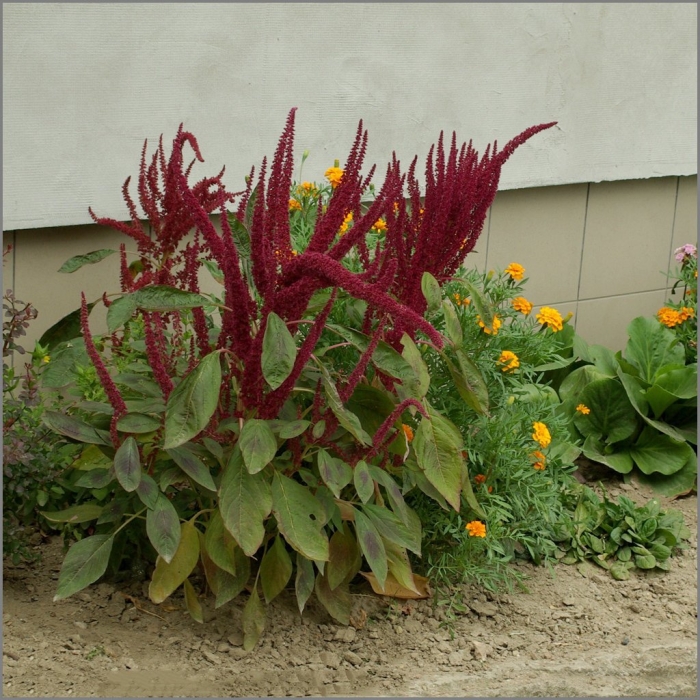 Амарант метельчатый