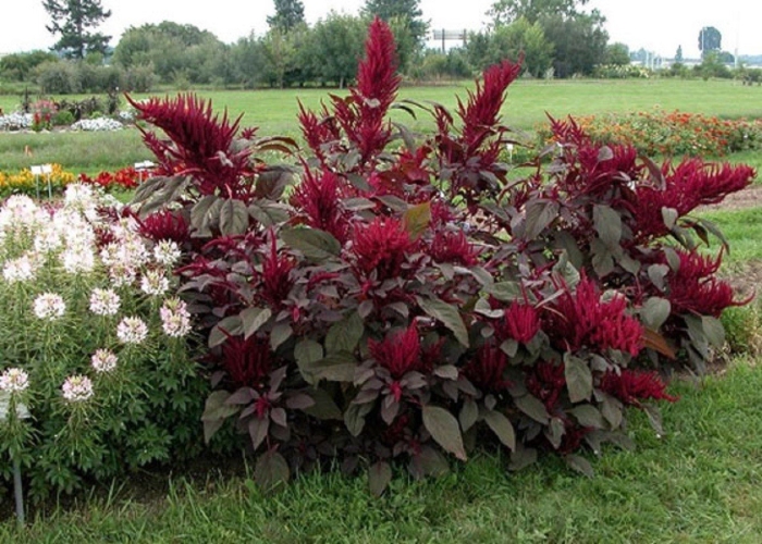 Amaranthus paniculatus