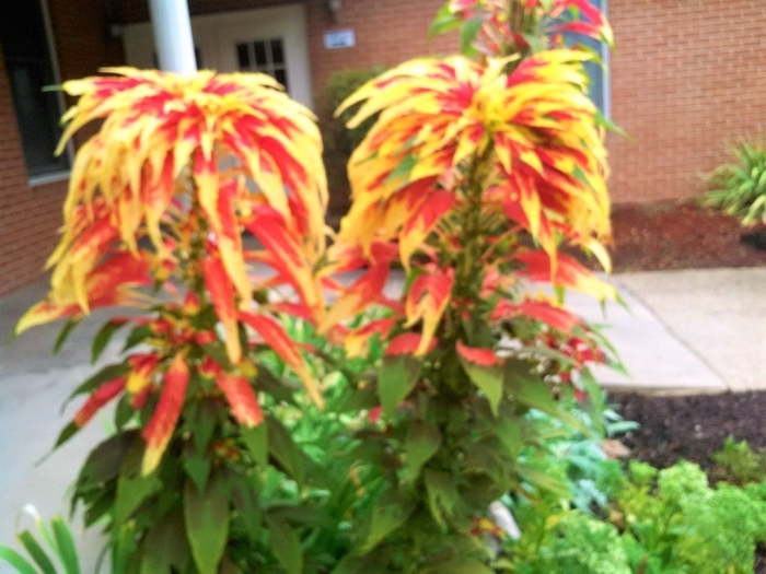 Амарант трехцветный иллюминация