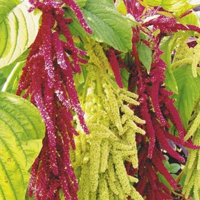 Амарант двухцветная смесь