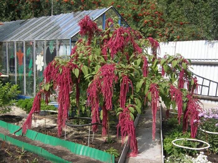 Амарант хвостатый красный