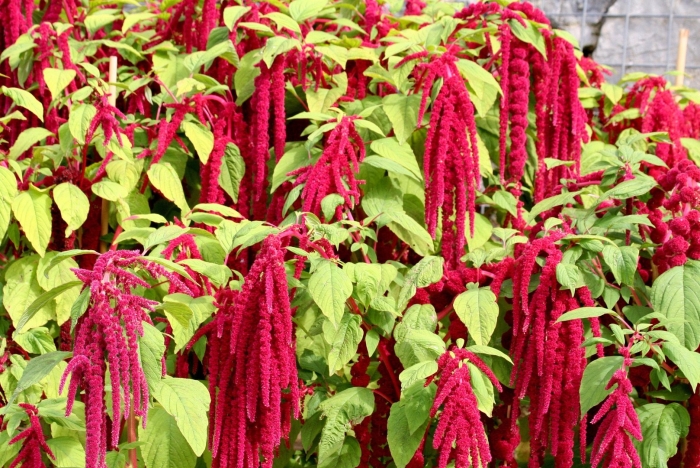 Амарант хвостатый растение