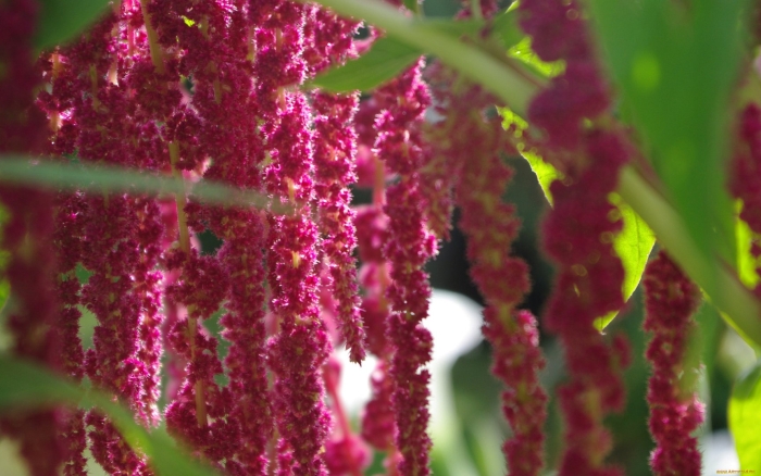 Цветок амарант